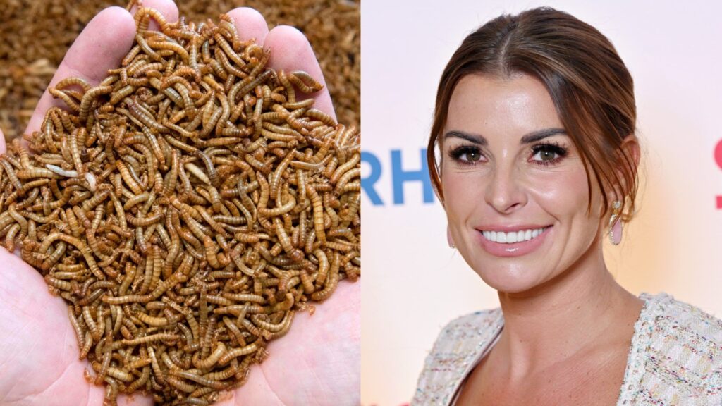 Mealworms Coleen Rooney