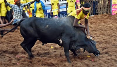 Jallikattu 2025: Date, Venue, History, Significance And Prize Money Of Bullfight- Know Everything About Bull-Taming Sport In Madurai