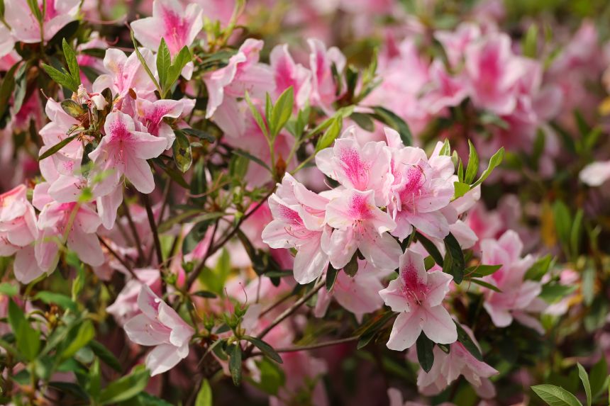 A close-up of Augusta National's azaleas on Monday.
