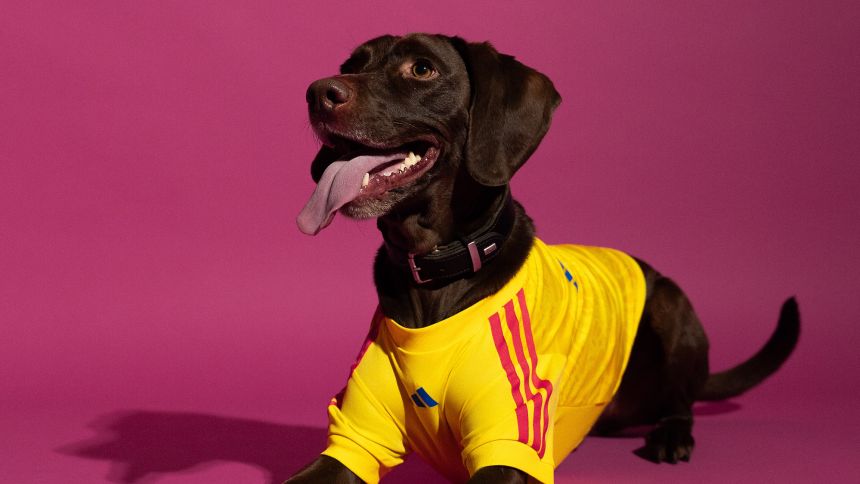 Pet fashion market is expected to be worth $10.6 billion by 2035.