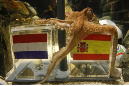 Octopus